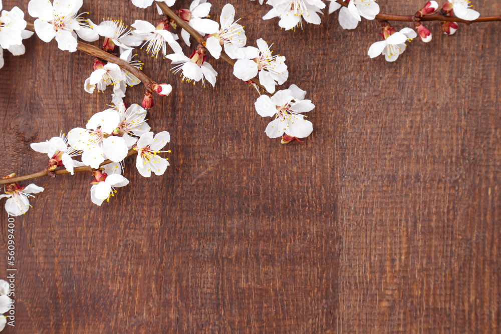 Spring flowers on wooden background. Apricot blossoms