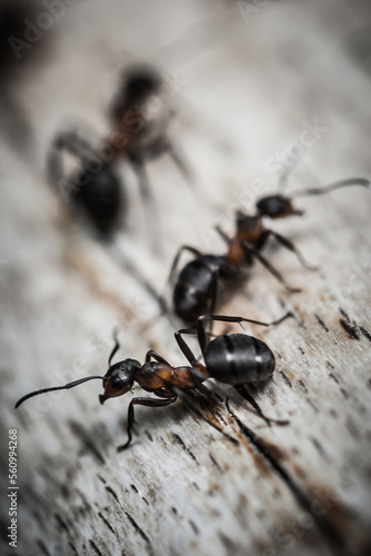 Ameisen im Wald