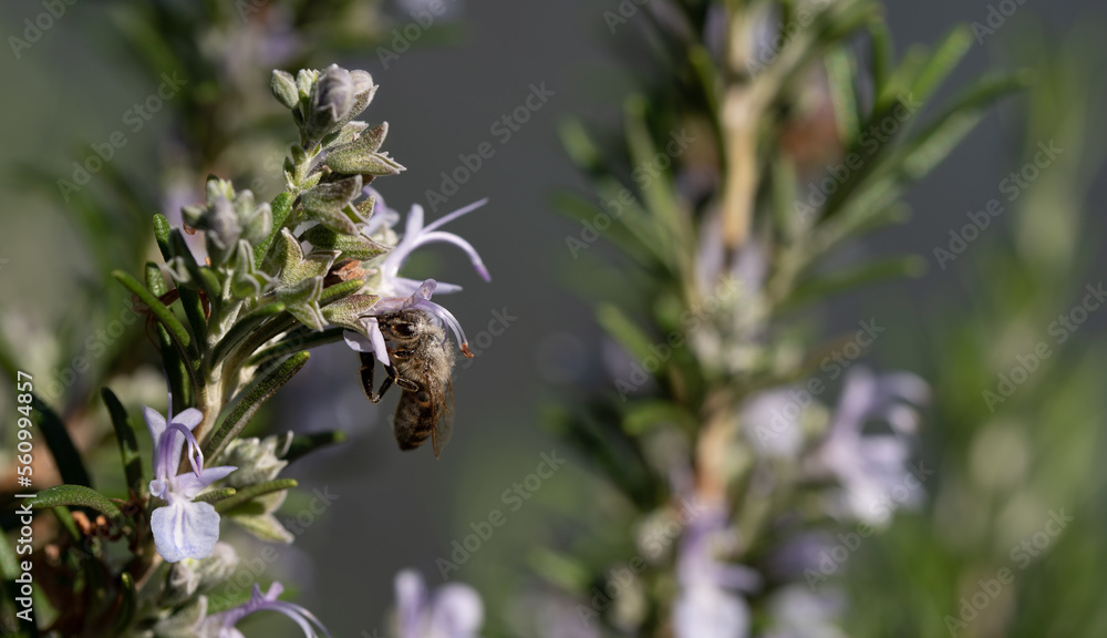 A tiny honey bee is hanging from a sprig of rosemary, looking for pollen on a purple flower. A tiny honey bee is hanging from a sprig of rosemary, looking for pollen on a purple flower.