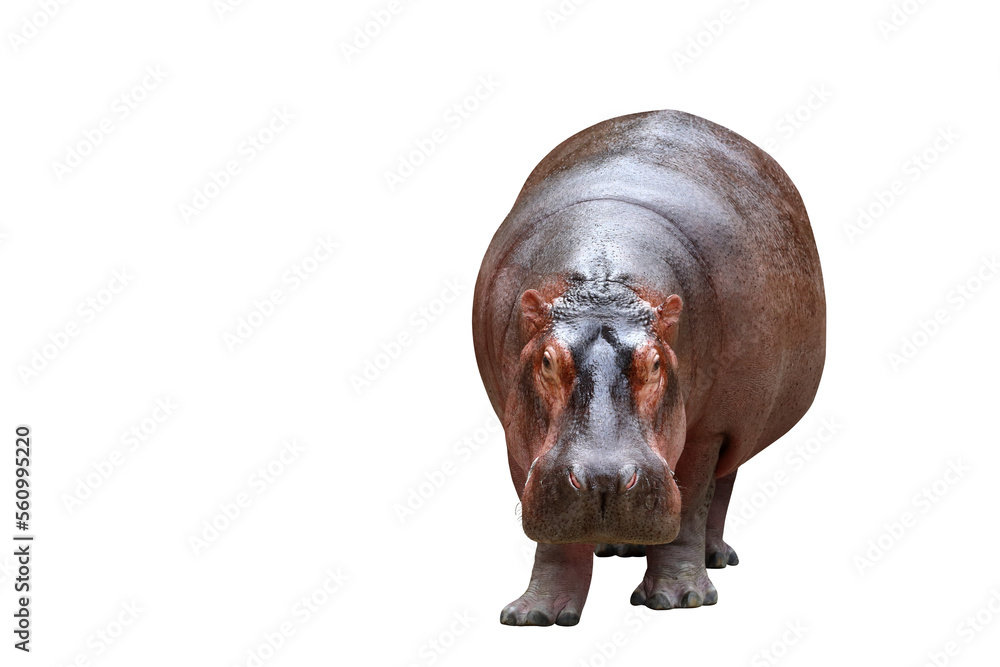 Hippopotamus isolated on transparent background png file Hippopotamus isolated on transparent background png file