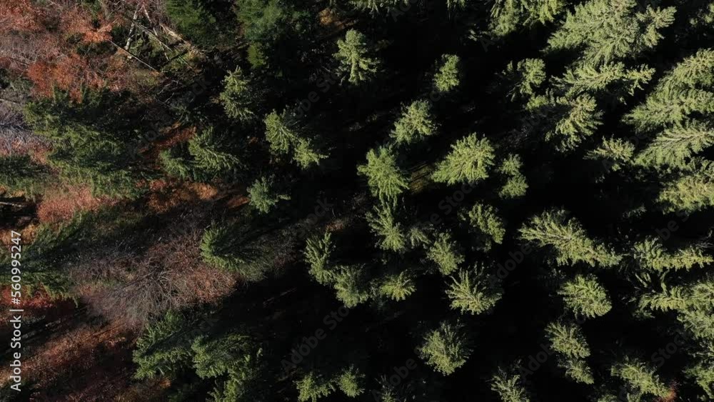 Flying over the canopy of pine trees, evergreen forest. Aerial drone view Flying over the canopy of pine trees, evergreen forest. Aerial drone view
