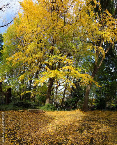 上野公園擂鉢山古墳の銀杏