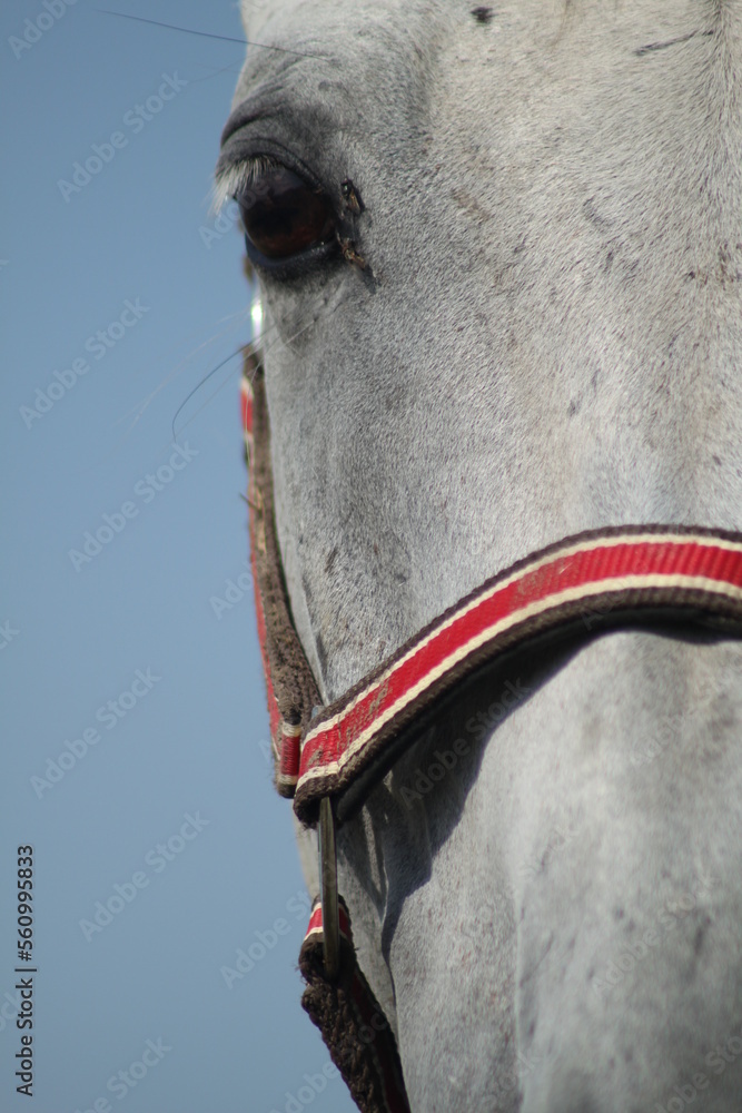 Głowa konia siwego portret na tle nieba - obrazy, fototapety, plakaty 