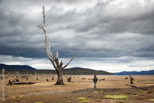Man approaching a huge dead tree photo