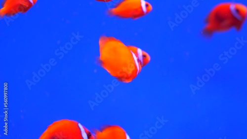 red exotic fish in the aquarium photo