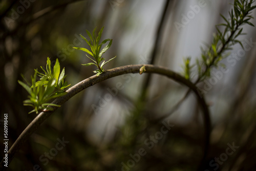 A strongly arced branch with leaves. Rhoen Mountains, Germany photo