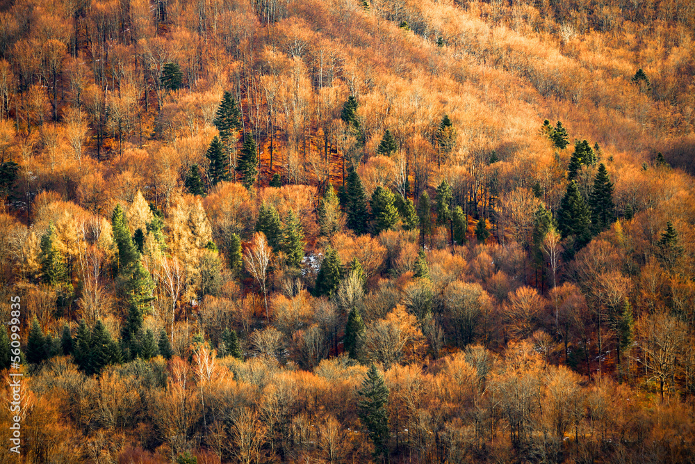 Colorful mixed mountain forest, birches, firs and pine trees, Bieszczady, Poland
