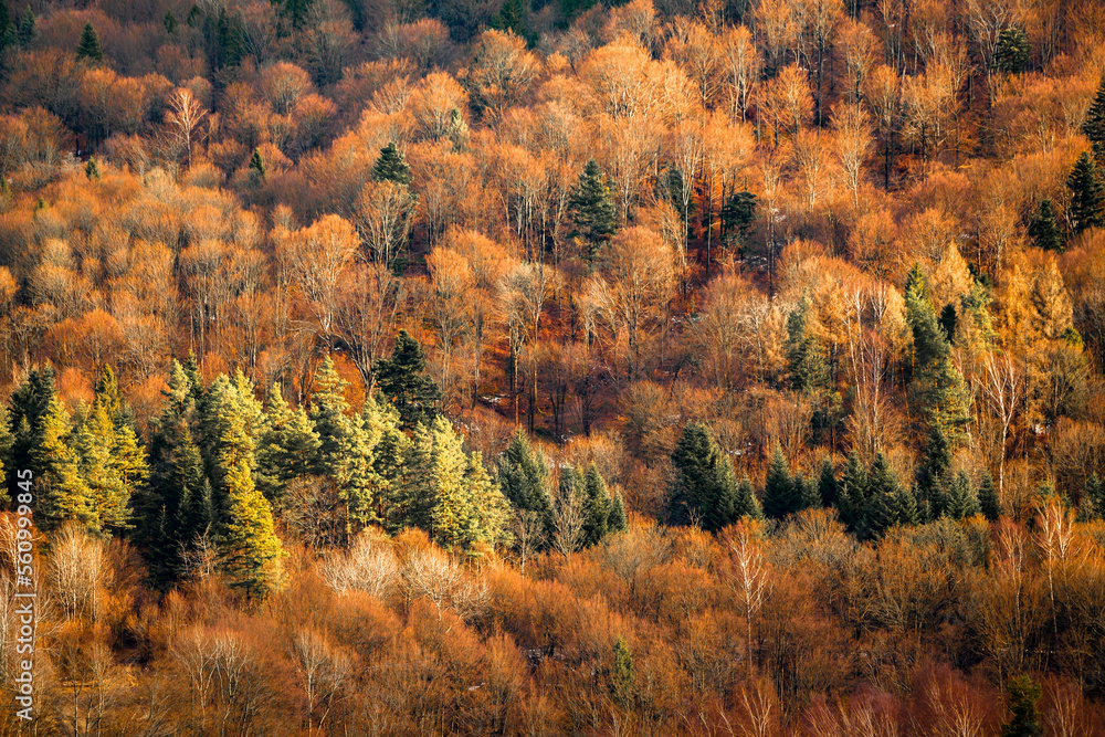 Amazing texture of autumn forest