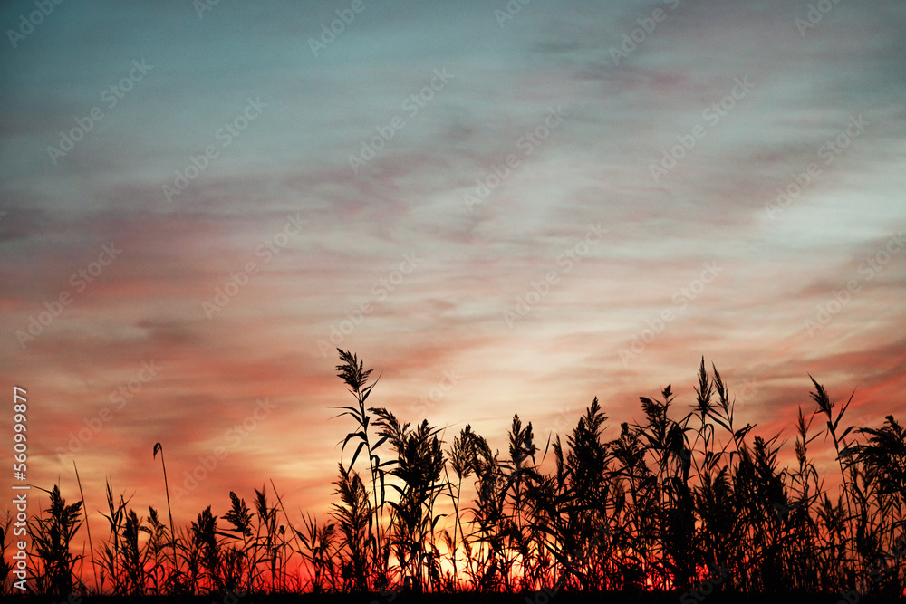 sunset over the field