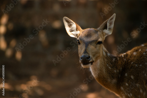 Deer © ASHISH