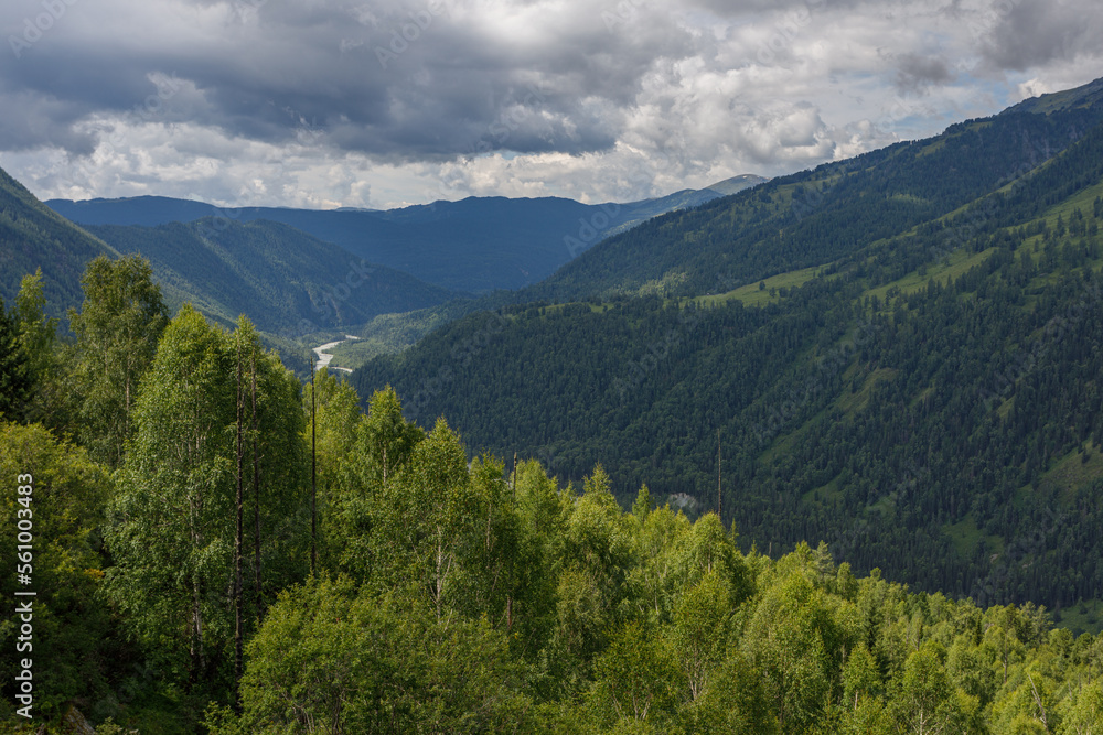 landscape in the summer