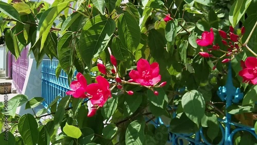The peregrina (J. integerrima) from Cuba, about 5 m tall with spadelike leaves sharply lobed at the base, bears crimson flower clusters the year round