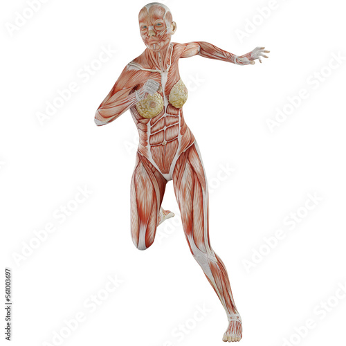 female body anatomy posing with transparent background