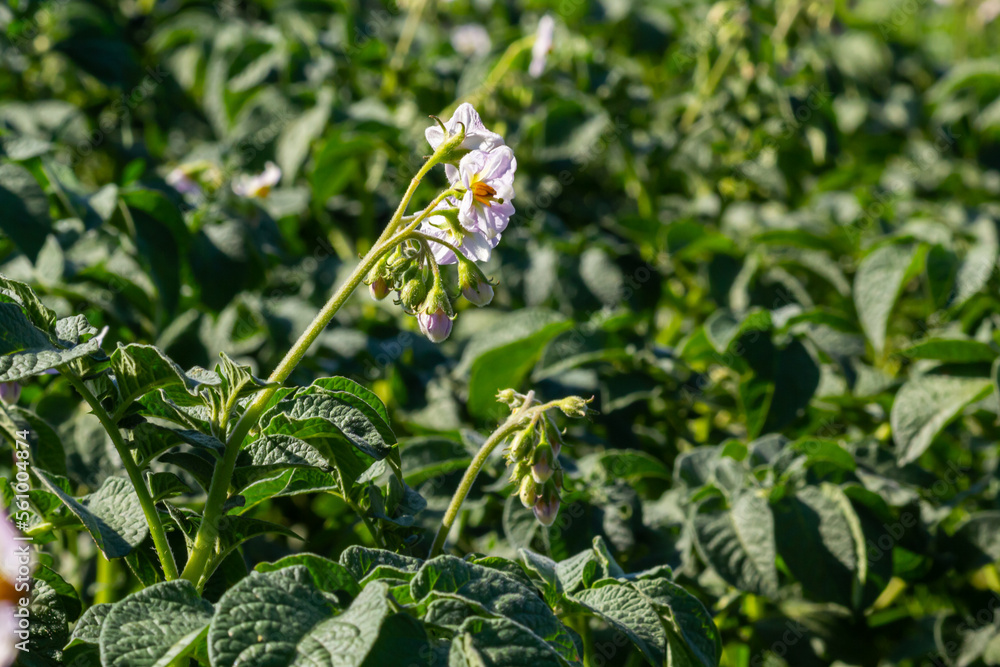 Closeup of a white and yellow blossoming potato plant in the foreground of large field in the Netherlands. It is early in the morning of a sunny day in the beginning of the summer season Closeup of a white and yellow blossoming potato plant in the foreground of large field in the Netherlands. It is early in the morning of a sunny day in the beginning of the summer season