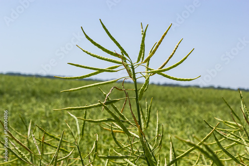 Rapeseed field before harvesting. Brassica napus, oilseed rape