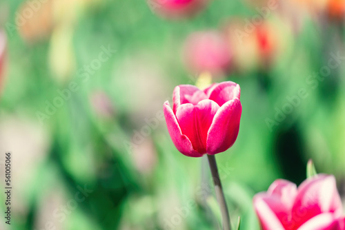 Tulip flower in bloom in spring