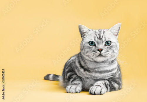 Fotografie Kitten British shorthair silver tabby cat portrait.
