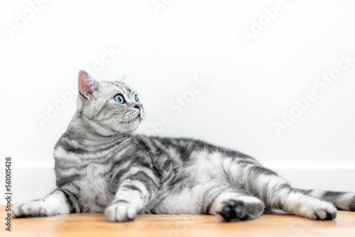 Fotografie Kitten British shorthair silver tabby cat at home