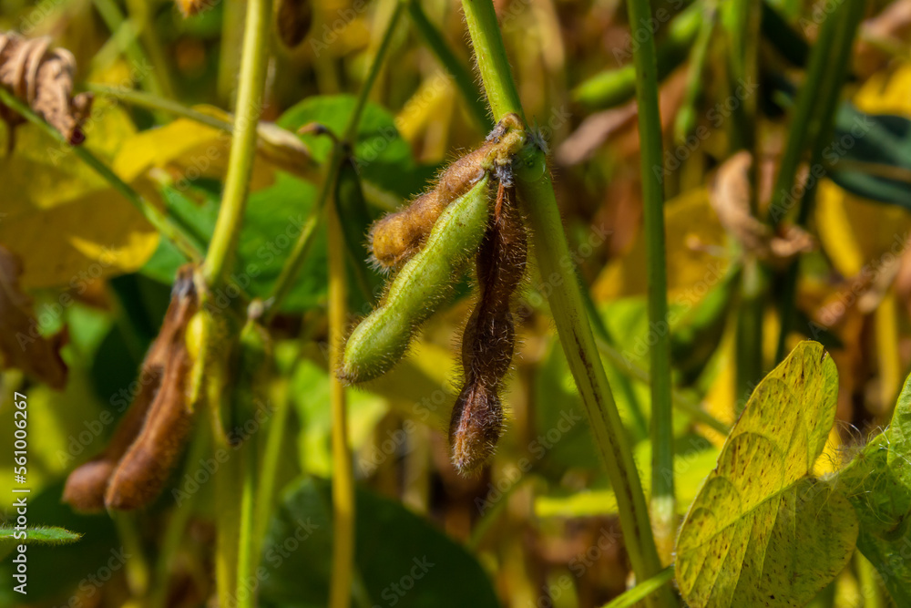 soybean shell in the soybean field. yellow and brown pods. Productivity improvement technology soybean shell in the soybean field. yellow and brown pods. Productivity improvement technology