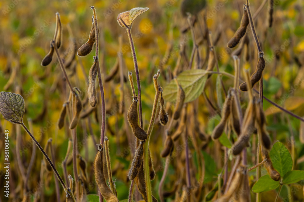 soybean shell in the soybean field. yellow and brown pods. Productivity improvement technology soybean shell in the soybean field. yellow and brown pods. Productivity improvement technology