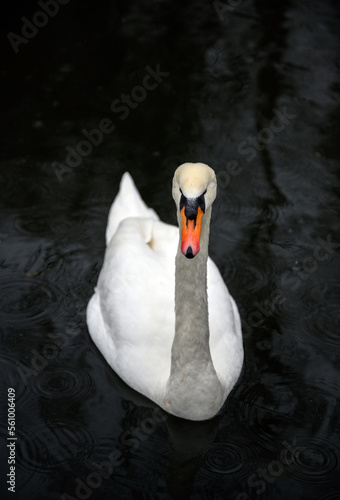 Mute swan on the Grand Union Canal in Hanwell, Greater London. The white mute swan has an orange beak with the waterway providing a dark background. Mute swan (Cygnus olor), UK.