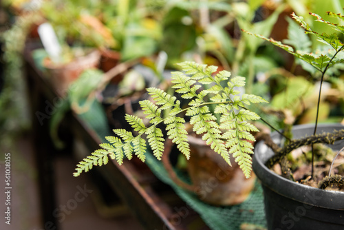 Davallia. A young fern of small size in a brown clay pot against the background of other plants in a greenhouse. photo