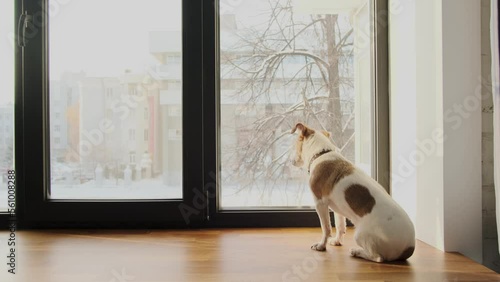 Dog jack srassell terrier looks out the window at falling snow in winter in city
