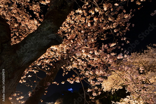 ライトアップされた桜と彦根城の天守閣