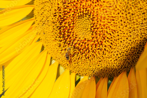 Field of blooming yellow sunflowers with bee