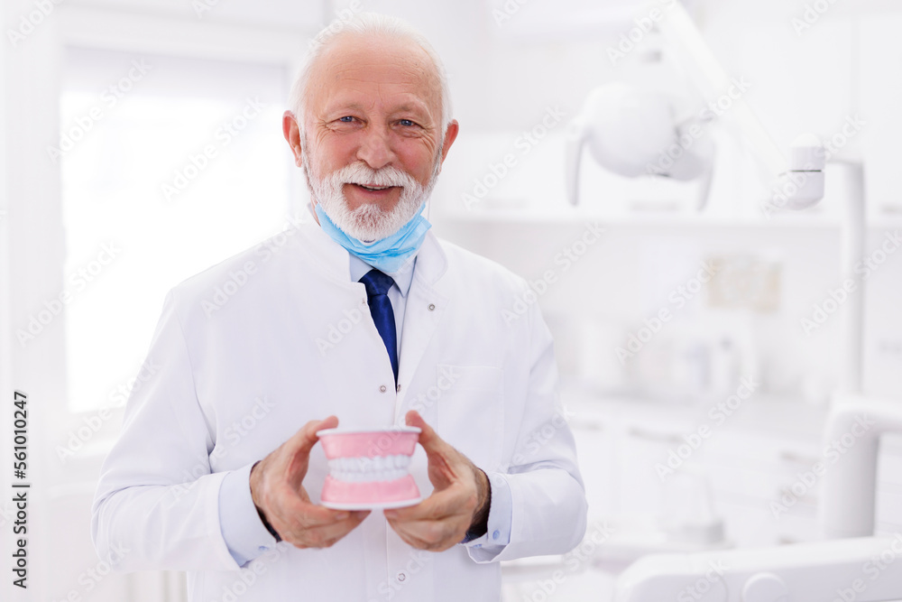 Senior dentist holding plastic jaw model Senior dentist holding plastic jaw model