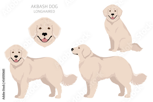 Akbash dog longhaired clipart. Different poses, coat colors set