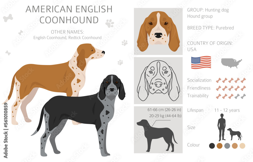 American englisn coonhound all colours clipart. Different coat colors set