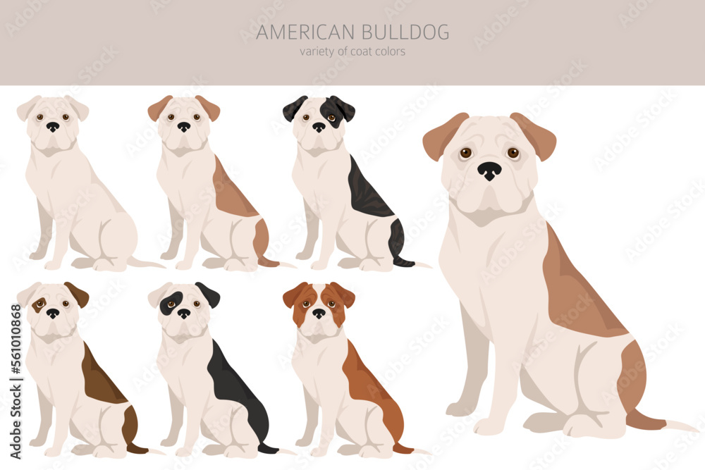 American bulldog all colours clipart. Different coat colors set