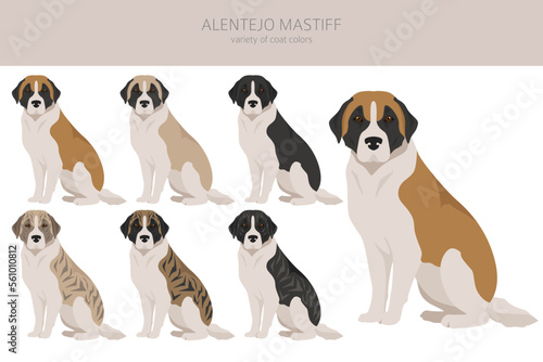 Alentejo mastiff all colours clipart. Different coat colors set