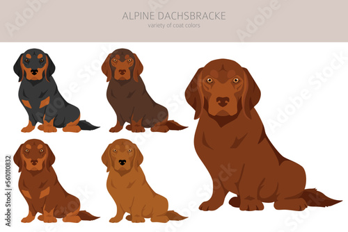 Alpine Dachsbracke_3