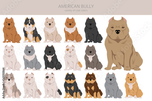 American bully all colours clipart. Different coat colors set