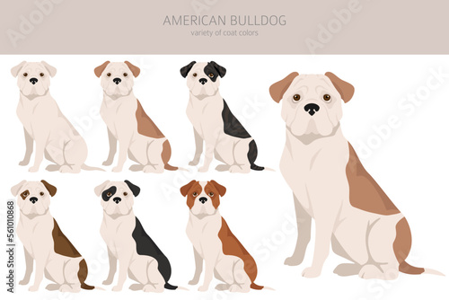 American bulldog all colours clipart. Different coat colors set