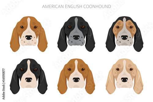 American englisn coonhound all colours clipart. Different coat colors set