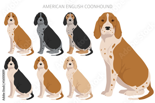 American englisn coonhound all colours clipart. Different coat colors set