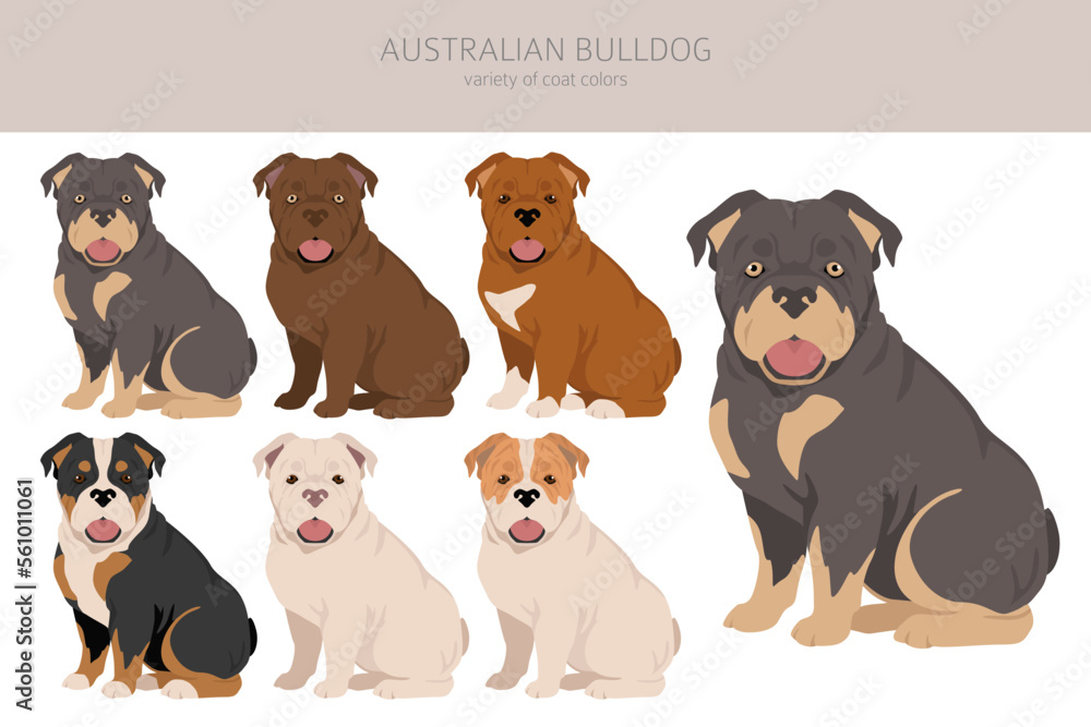 Australian bulldog clipart. All coat colors set. All dog breeds characteristics infographic Australian bulldog clipart. All coat colors set. All dog breeds characteristics infographic