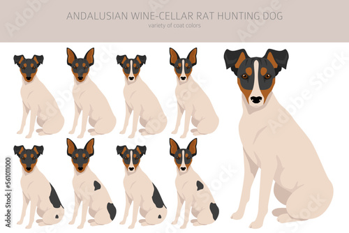 Andalusian Wine-cellar rat hunting dog clipart. Different poses, coat colors set