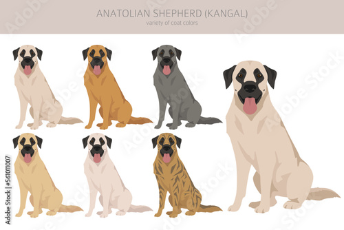 Anatolian shepherd all colours clipart. Different coat colors and poses set