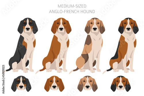 Fototapeta Naklejka Na Ścianę i Meble -  Medium sized Anglo-French hound clipart. Different poses, coat colors set