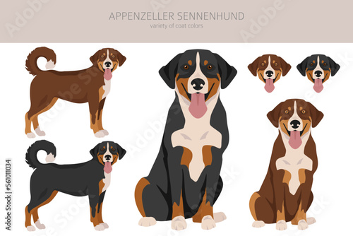 Appenzeller sennenhund all colours clipart. Different coat colors and poses set
