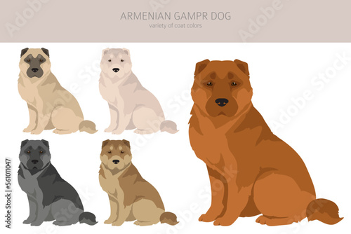 Armenian Gampe dog clipart. Different poses, coat colors set