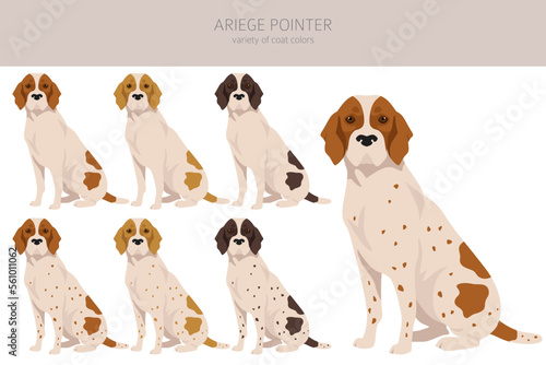 Ariege pointer clipart. Different poses, coat colors set photo