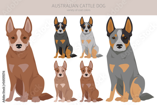 Australian cattle dog all colours clipart. Different coat colors and poses set