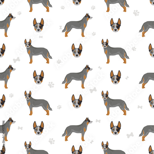 Australian cattle dog all colours seamless pattern