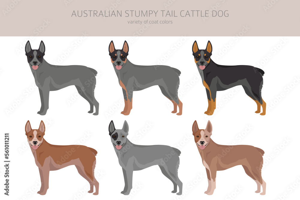 Australian stumpy tail cattle dog all colours clipart. Different coat colors and poses set