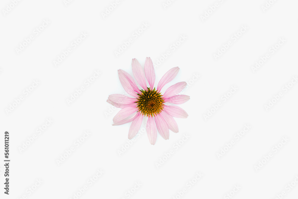 Echinacea flower on a white background. Medicinal plants.